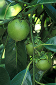 BLACK SAPOTE FRUITS ON TREE (DIOSPYYROS DIGYNA)