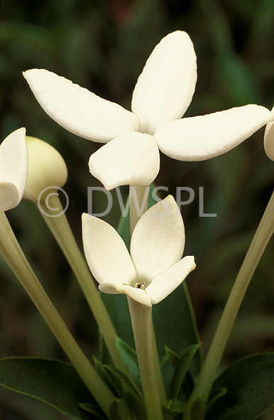 stock photo image: Bouvardia, bouvardias, longiflora, bouvardia longiflora, humboldtii, Flora, flower, flowers, white, white flower, white flowers, scented bouvardia.
