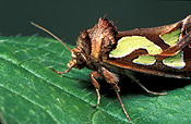 Insect, Insects, lepidoptera, moth, moths, green-blotched, green-blotched moth, green-blotched moths, cosmodes, elegans, NOCTUIDAE.