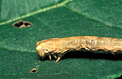 Insect, Insects, lepidoptera, Arthropod, Arthropods, insecta, moth, moths, bark, bark moth, bark moths, ectropsis, pests, plant pests, Ectropsis, lepidoptera.