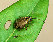 Insect, Insects, Arthropod, Arthropods, insecta, beetle, beetles, Viburnum, viburnums, viburnum beetle, viburnum beetles, Pyrrhalta viburnim, pyrrhalta, viburnim.