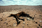 Climate, weather, disaster, disasters, natural, natural disaster, natural disasters, drought, drought scene, drought scenes, horse, horses, wild horses, brumbies, brumby, dead animal, dead animals, dead, australia.