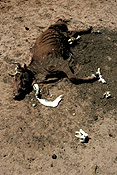 Australia, Australian, Australian desert, Australian deserts, climate, weather, drought, drought scene, drought scenes, disasters, natural disasters, cow, cows, cattle, livestock, animal, animals, dead, dead animal, dead animals, australia, northern territory, nt, disaster, natural disaster, natural, desert, deserts, desert scenes, outback, australian outback, outback australia, bone, bones.