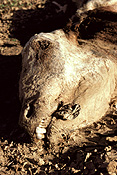 Australia, Australian, Australian desert, Australian deserts, climate, weather, drought, drought scene, drought scenes, disasters, natural disasters, cow, cows, cattle, livestock, animal, animals, dead, dead animal, dead animals, australia, northern territory, nt, disaster, natural disaster, natural, desert, deserts, desert scenes, outback, australian outback, outback australia.