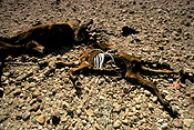 Climate, weather, disaster, disasters, natural, natural disaster, natural disasters, drought, drought scene, drought scenes, horse, horses, wild horses, brumbies, brumby, dead animal, dead animals, dead, australia.