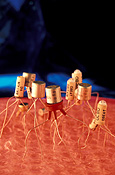 Transistor, transistors, electrical, electronic, semiconductor, semiconductors.