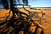 Australia, WA, Western Australia, salt, salt lake, salt lakes, lake miranda, lake, lakes, root, roots, tree, trees, tree root, tree roots, erosion, erode, erodes, eroded, willow, willows, pittosporum, pittosporums.