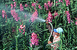 Asia, Asian, Southeast Asia, South East Asian, SE Asia, malaysia, orchid, orchids, farmer, farmers, orchid farm, orchid farms, orchid farming, orchid farmer, orchid farmers, watering, farm, farms, farming, orchid farm, orchid farms, orchid farming, farmland, farmlands, farming land, farm land, farm lands.