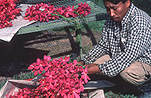 Asia, Asian, Southeast Asia, South East Asian, SE Asia, malaysia, orchid, orchids, farmer, farmers, orchid farmer, orchid farmers, orchid farm, orchid farms, farm, farms, farming, orchid farm, orchid farms, orchid farming, farmland, farmlands, farming land, farm land, farm lands.