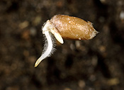 Crop, crops, wheat, wheat crop, wheat crops, seed, seeds, wheat seed, wheat seeds, radicle, radicles, germinate, germinates, germinating, germination, plumale, plumales.