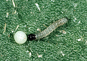 Insect, Insects, pest, pests, plant pest, plant pests, bollworm, bollworms, boll worm, boll worms, american bollworm, american bollworms, helicoverpa, armigera, helicoverpa amigera, cotton, egg, eggs.