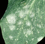 Disease, diseases, plant disease, Plant diseases, mildew, mildews, powdery mildew, erysiphe, polygoni, mycelium, vegetable, vegetables, pea, peas.