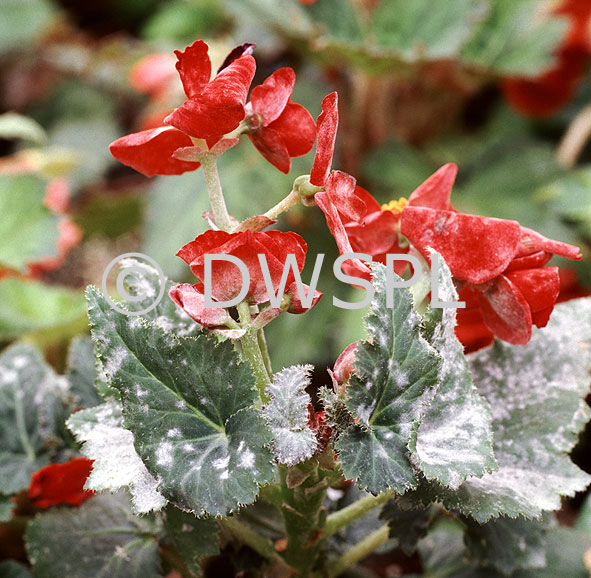 BEGONIA LEAVES WITH POWDERY MILDEW (OIDIUM BEGONIAE)