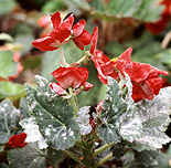 Disease, diseases, plant disease, Plant diseases, mildew, mildews, powdery mildew, oidium, begoniae, oidium begoniae, begonia, begonias.