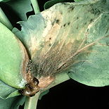 Mould, moulds, grey, grey mould, grey moulds, botrytis, cinerea, botrytis cinerea, vegetable, vegetables, pea, peas,