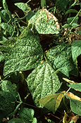 Insect, Insects, pest, pests, plant pest, plant pests, vegetable, vegetables, bean, beans, yellow mosaic, bean mosaic, yellow bean mosaic, virus, viruses, phaseolus, vulgaris.