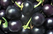 Fruit, huckleberry, huckleberries, garden huckleberry, garden huckleberries, solanum, burbankii, solanum burbankii, solanaceae, wonderberry, wonderberries, sunberry, sunberries, food.