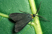 Insect, insects, forester, foresters, satin-green, satin-green forester, satin-green foresters, pollanisus, viridipulverulenta, pollanisus viridipulverulenta, pocrasis, adelaidae, pocrasis adelaidae.