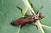 Insect, insects, robber, robber fly, robber flies, fly, flies, asilidae, asiloidea, brachycera, diptera.