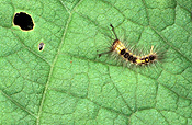Insect, Insects, lepidoptera, Arthropod, Arthropods, insecta, caterpillar, caterpillars, pest, pests, plant pest, plant pests, larva, teia anartoides, teia, anartoides, painted apple moth, painted apples moths, bean, beans.