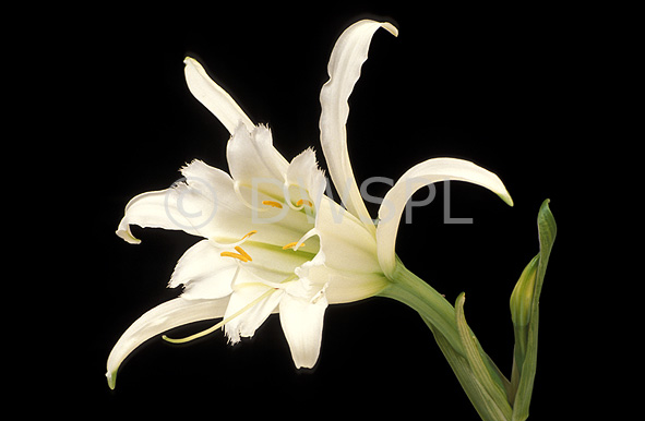 stock photo image: Flower, flowers, Hymenocallis, Hymenocallis festivalis, peruvian daffodil, peruvian daffodils, sacred lily of the incas, white, white flower, White flowers.
