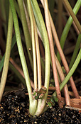 Herb, Herbs, saponin, saponins, gotu, cola, Gotu cola, pennywort, Asian pennywort, Centella, Centella asiatica, asiatica, asian herb, asian herbs, brahmi, ayurvedic, ayurvedic herb, ayurvedic herbs, medicinal, medicinal herb, medicinal herbs.