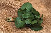 Herb, Herbs, saponin, saponins, gotu, cola, Gotu cola, pennywort, Asian pennywort, Centella, Centella asiatica, asiatica, asian herb, asian herbs, brahmi, ayurvedic, ayurvedic herb, ayurvedic herbs, medicinal, medicinal herb, medicinal herbs.
