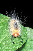 Insect, Insects, lepidoptera, moth, moths, apple moth, apple moths, painted apple moth, painted apple moths, bean, beans, teia anartoides, teia, anartoides, plant pest, plant pests, pest, pests, lymantriidae.
