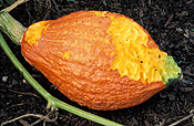 Food, vegetable, vegetables, pumpkin, pumpkins, cucurbit, cucurbits, cucurbita maxima, golden hubbard, maxima, possum, australian mammal, australian mammals, possums, brushtail, brushtail possum, brushtail possums, pest, pests.