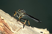 Insect, insects, robber, robber fly, robber flies, fly, flies, asilidae, asiloidea, brachycera, diptera.