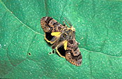 Insect, Insects, lepidoptera, moth, moths, apple moth, apple moths, painted apple moth, painted apple moths, teia anartoides, teia, anartoides, plant pest, plant pests, pest, pests, bean, beans, vegetable, vegetables, vegetable, vegetables, lymantriidae.