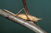 Insect, insects, katydid, katydids, snout-nosed, snout-nosed katydid, snout-nosed katydids, copiphorine, long-horned, long-horned grasshopper, long-horned grasshoppers.