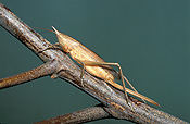 Insect, insects, katydid, katydids, snout-nosed, snout-nosed katydid, snout-nosed katydids, copiphorine, long-horned, long-horned grasshopper, long-horned grasshoppers.