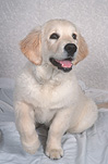 Animal, Animals, dog, dogs, mammal, mammals, placental mammal, placental mammals, carnivore, carnivores, pet, pets, puppy, puppies, young animal, young animals, baby animal, baby animals, cute animal, cute animals, domestic animal, domestic animals, domestic dog, domestic dogs, retriever, retrievers, golden retriever, golden retrievers, golden retriever dog, golden retriever dogs, Australia, Sport pictures, Sports, balloon images, hot air balloons