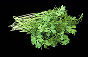 Food, Herb, Herbs, cress, perfection curly, perfection curly cress, Lepidium, Lepidium sativum.