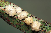 Pest, pests, plant pest, plant pests, lerp, lerps, insect, insects, Arthropod, Arthropods, insecta, eucalyptus, eucalyptus tree, eucalyptus trees, gum tree, gum trees, psyllid, psyllids.