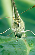 Insect, insects, lepidoptera, arthropod, arthropods, invertebrate, invertebrates, butterfly, butterflies, cabbage white, cabbage white butterfly, cabbage white butterflies, pieris, pieris rapae, rapae, pieridae, lepidoptera.