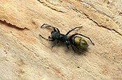 Arachnid, spider, Arachnids, spiders, jumping spider, jumping spiders, jumping-spider, jumping-spiders, ant mimicking, ant-mimicking, ant-mimicking spider, ant-mimicking spiders, ant mimicking spider, ant mimicking spiders, myrmarachne, salticidae, salticid, salticids.