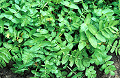 Herb, Herbs, cress, lebanese, lebanese cress, fools watercress, watercress, apium, nodiflorum, apium nodiflorum.