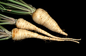Food, Vegetable, Vegetables, parsley, hamburg parsley, petroselinum, petroselinum crispum, hamburg, turnip rooted parsley, turnip-rooted parsley, crispum, turnip rooted, turnip-rooted.