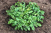 Herb, Herbs, cress, lebanese, lebanese cress, fools watercress, watercress, apium, nodiflorum, apium nodiflorum.