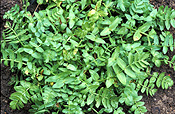 Herb, Herbs, cress, lebanese, lebanese cress, fools watercress, watercress, apium, nodiflorum, apium nodiflorum.