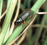 Insect, insects, beetle, beetles, ground, ground beetle, ground beetles, strawberry seed, strawberry seed beetle, strawberry seed beetles, harpalus, rufipes, harpalus rufipes, grass.
