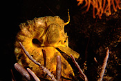 Australia, Australian, Marinelife, Marine life, Aquatic, Aquatic life, Sea life, Sealife, fish, fishes, bony fish, bony fishes, seahorse, seahorses, sea horse, sea horses, hippocampus, hippocampus abdominalis, abdominalis, pot bellied seahorse, pot bellied seahorses, pot-bellied seahorse, pot-bellied seahorses, bicheno, tas, tassie, tasmania, JL21,