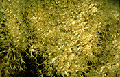 Australia, Australian, Marinelife, Marine life, Aquatic, Aquatic life, Sea life, Sealife, underwater, underwater scene, underwater scenes, coral, corals, soft, soft coral, soft corals, erythropodium, hicksoni, erythropodium hicksoni, tinderbox, tas, tassie, tasmania, JL21,