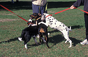 Australia, New South Wales, animal, animals, dog, dogs, domestic, domestic dog, domestic dogs, pet, pets, collie, collies, border, border collie, border collies, centennial park, park, parks, doberman, dobermans, lead, leads, dog lead, dog leads, collar, collars, dalmation, dalmations.