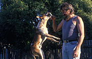 Animal, animals, dog, dogs, domestic, domestic dog, domestic dogs, pet, pets, jump, jumps, jumping, man, men, male, males.