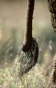 Animal, animals, Africa, African, wildlife, elephant, elephants, african elephant, african elephants, loxodonta, africana, loxodonta africana, mammal, mammals, mammalia, eutheria, probosadea, elephantidae, sk07,