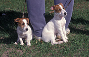 Animal, animals, dog, dogs, domestic, domestic dog, domestic dogs, pet, pets, puppy, puppies.