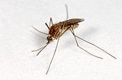 Insect, insects, mozzie, mozzies, mosquito, mosquitos, mosquitoes, diptera, Culicidae, culicine, culicine mosquito, culicine mosquitoes, culex,